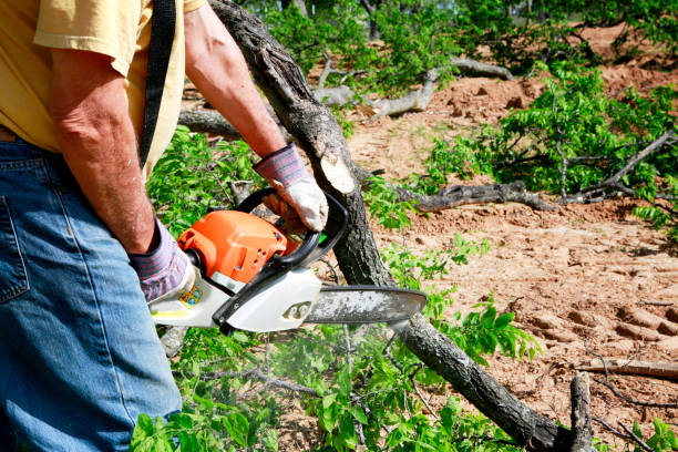 How Our Tree Care Process Works  in  Hobart, OK